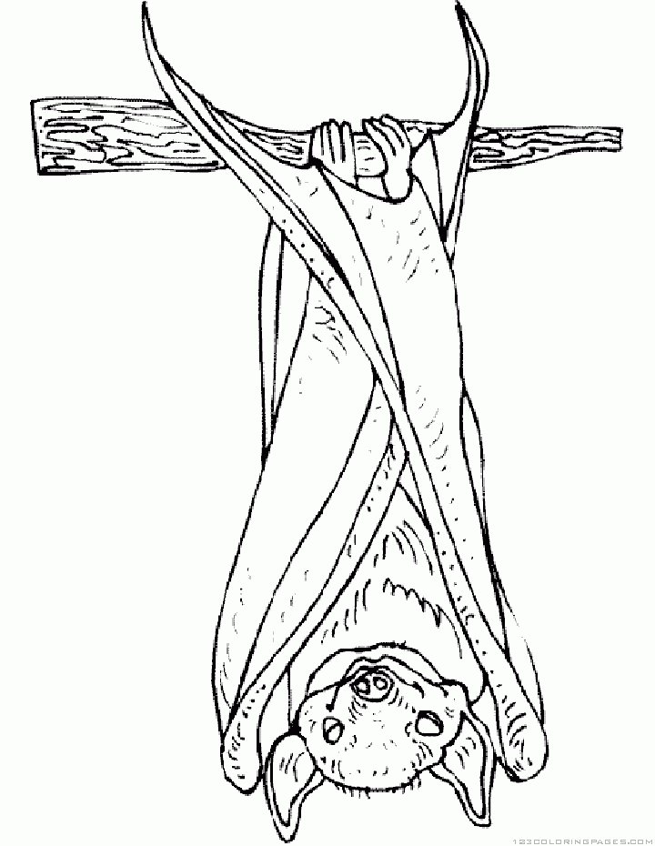 Stellaluna Coloring Pages Printable Sketch Coloring Page